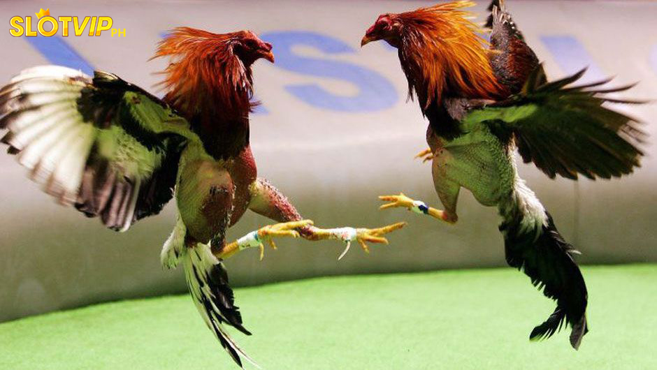 DS88 cockfighting is the most attractive in the market