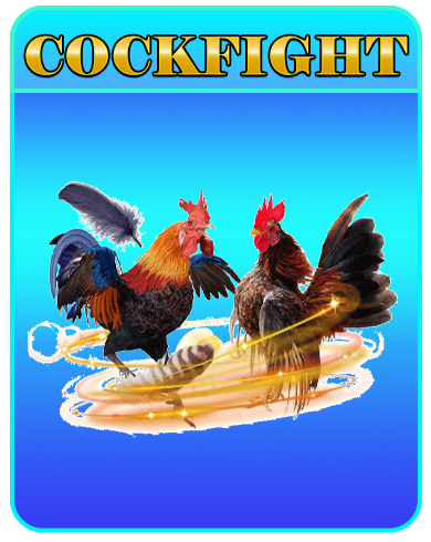 COCKFIHTING COCKFIHTING